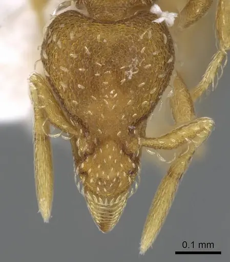 Strumigenys grytava - CASENT0914591