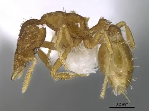 Strumigenys grytava - CASENT0914591