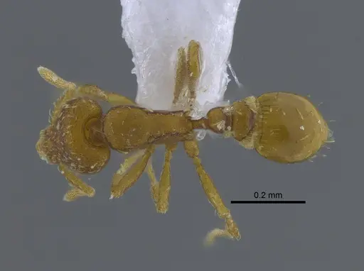 Strumigenys grytava - CBUMAGENT41687