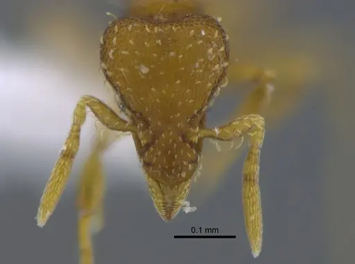 Strumigenys grytava - CBUMAGENT41687