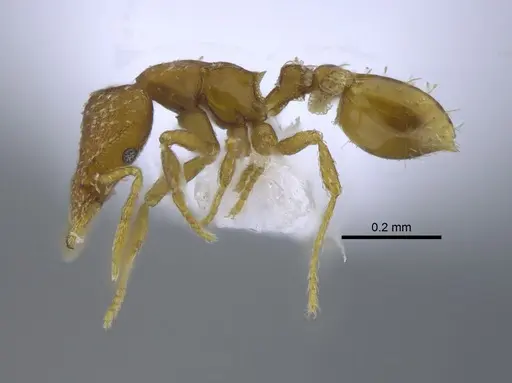 Strumigenys grytava - CBUMAGENT41687