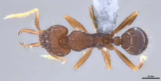 Strumigenys gundlachi specimen