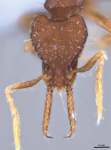 Strumigenys gundlachi specimen