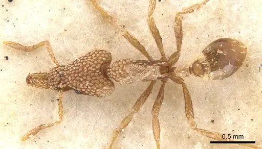 Strumigenys guttulata specimen