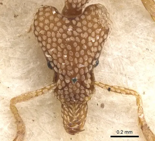 Strumigenys guttulata specimen