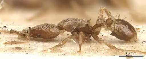 Strumigenys guttulata specimen