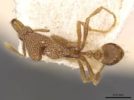 Strumigenys guttulata - CASENT0909313