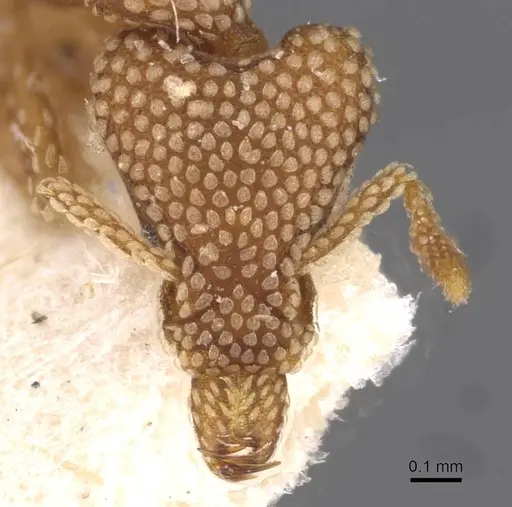 Strumigenys guttulata - CASENT0909313