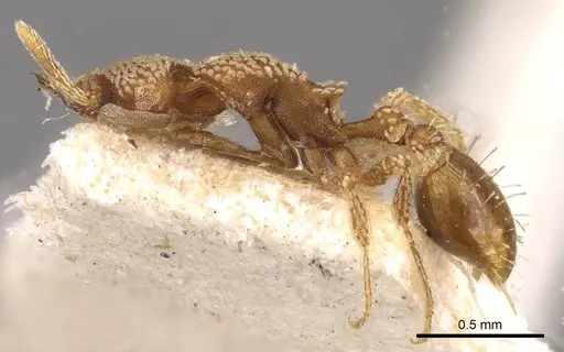 Strumigenys guttulata - CASENT0909313