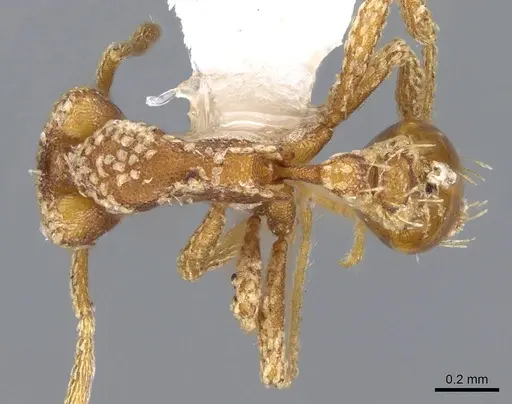 Strumigenys guttulata - CASENT0914799