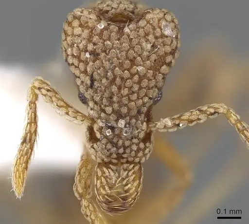 Strumigenys guttulata - CASENT0914799