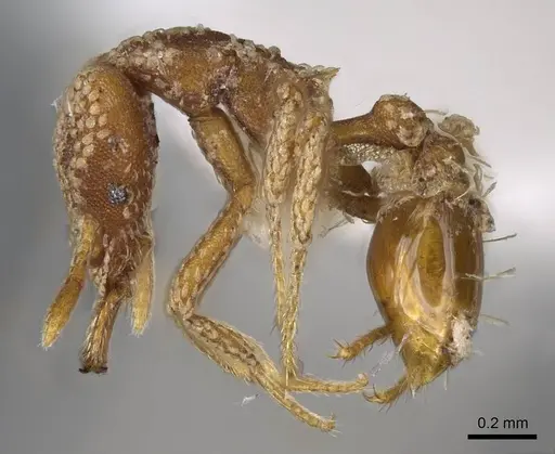 Strumigenys guttulata - CASENT0914799