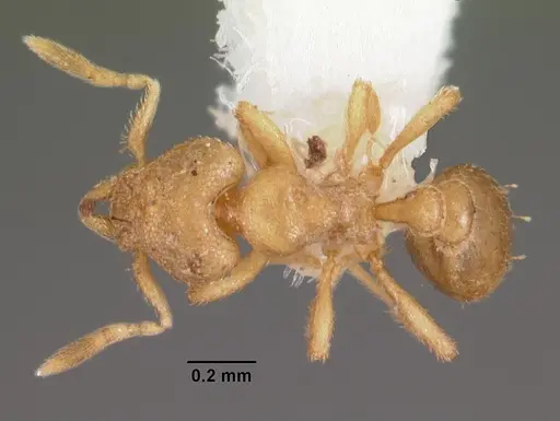 Strumigenys gyges specimen