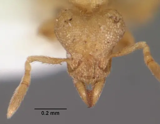 Strumigenys gyges specimen