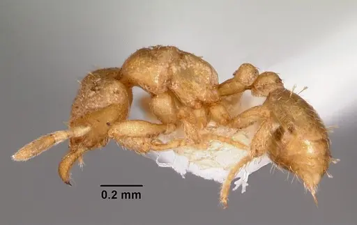 Strumigenys gyges specimen