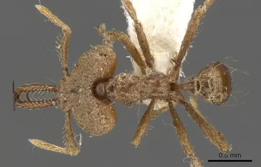 Strumigenys gyrogenys specimen