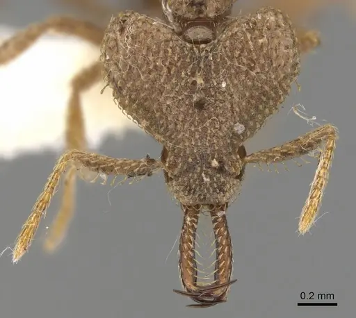 Strumigenys gyrogenys specimen