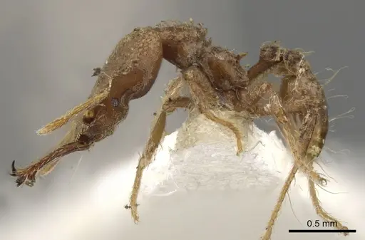 Strumigenys gyrogenys specimen