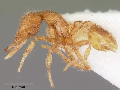 Strumigenys habropilosa specimen