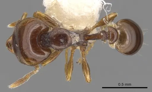 Strumigenys hadrodens specimen