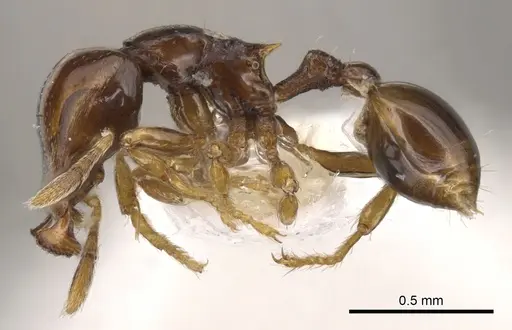 Strumigenys hadrodens specimen