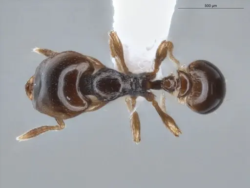 Strumigenys hadrodens - ECOFOG-BAF19-0069-12