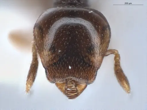 Strumigenys hadrodens - ECOFOG-BAF19-0069-12