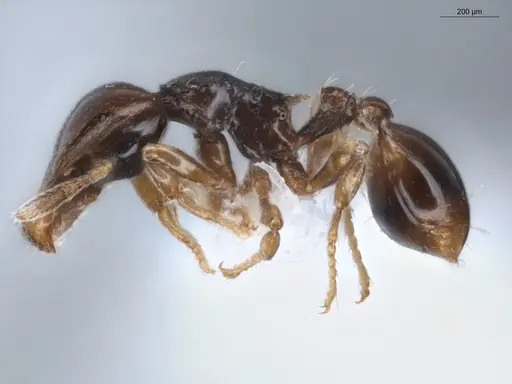 Strumigenys hadrodens - ECOFOG-BAF19-0069-12