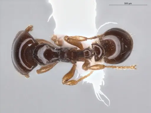 Strumigenys hadrodens - ECOFOG-PA14-0174-03