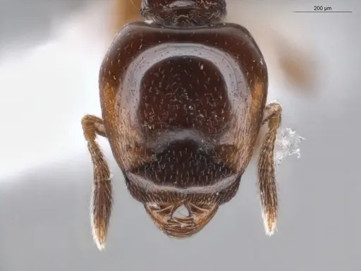 Strumigenys hadrodens - ECOFOG-PA14-0174-03