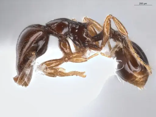 Strumigenys hadrodens - ECOFOG-PA14-0174-03