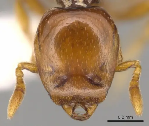 Strumigenys halosis specimen