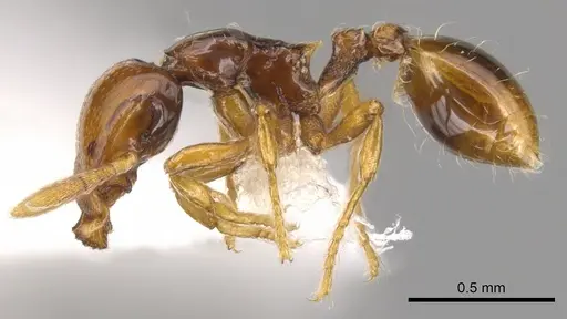 Strumigenys halosis specimen