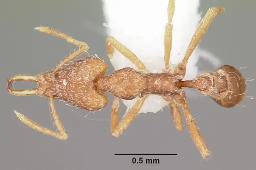 Strumigenys halpas specimen