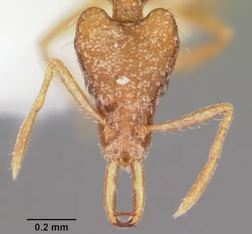 Strumigenys halpas specimen