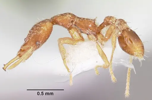 Strumigenys halpas specimen