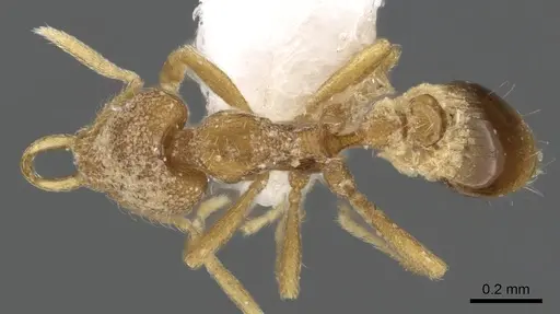 Strumigenys harpyia specimen