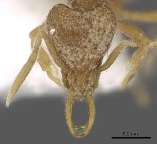 Strumigenys harpyia specimen