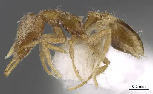 Strumigenys harpyia specimen