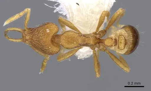 Strumigenys harpyia - CASENT0914800