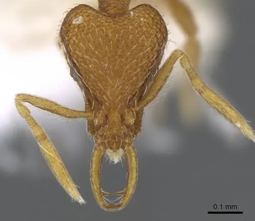 Strumigenys harpyia - CASENT0914800