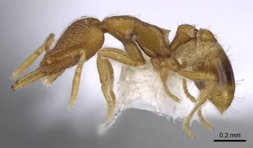 Strumigenys harpyia - CASENT0914800