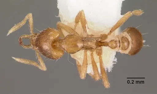 Strumigenys hastyla specimen