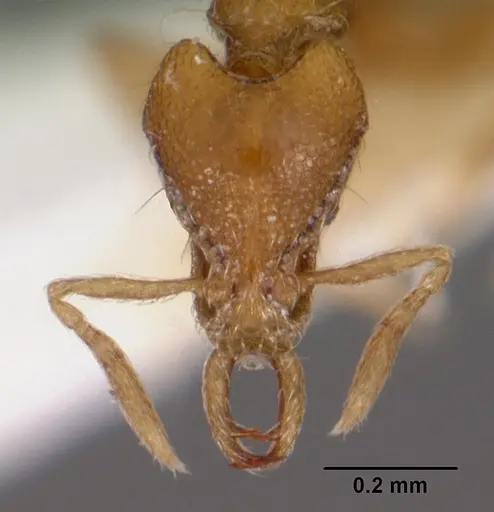 Strumigenys hastyla specimen