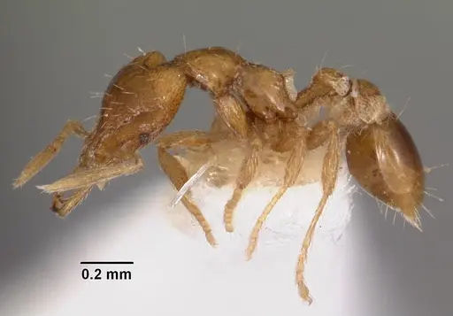 Strumigenys hastyla specimen