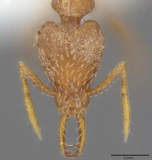 Strumigenys hastyla - CASENT0411623