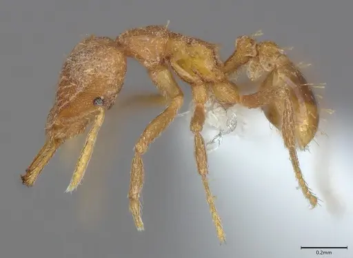 Strumigenys hastyla - CASENT0411623