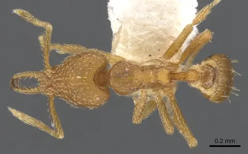 Strumigenys hastyla - CASENT0900620