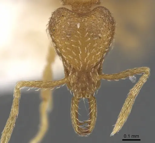 Strumigenys hastyla - CASENT0900620