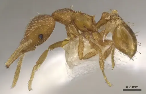 Strumigenys hastyla - CASENT0900620